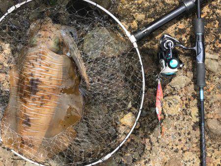 サイトエギングで良型ゲット‼️