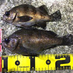 シャローでフロート メバリング！