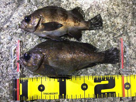 シャローでフロート メバリング！