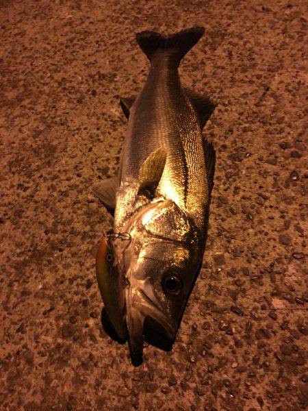 南港 ナイトシーバス