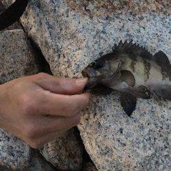 メバリングとエサ釣り