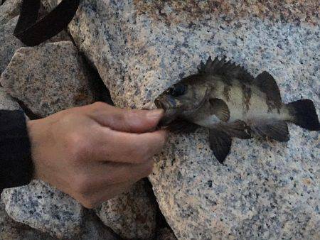 メバリングとエサ釣り