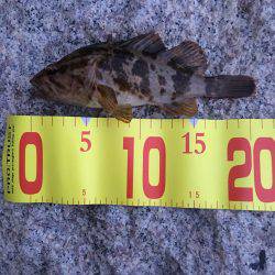 タケノコメバル