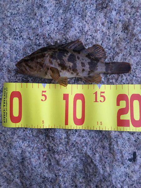 タケノコメバル