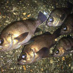 漁港で数釣りメバリング