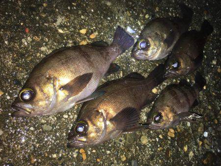 漁港で数釣りメバリング