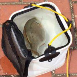 なぎさ公園にてチヌ狙うも