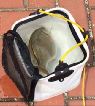 なぎさ公園にてチヌ狙うも