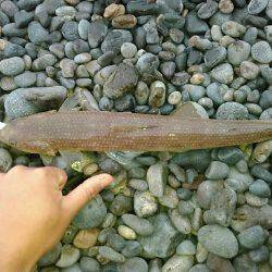 エソ1グランプリ