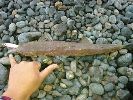 エソ1グランプリ