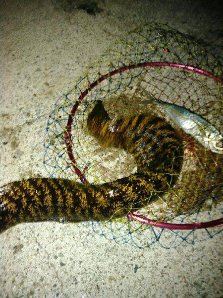 アオリイカのはずが…