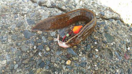 暴風の中ブラクリでメバル