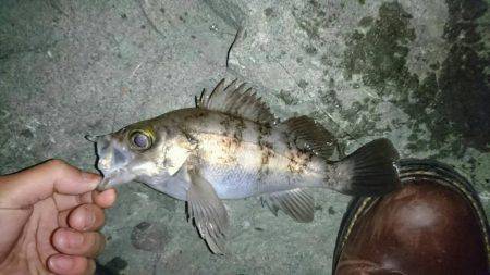 伊根宮津でメバリング