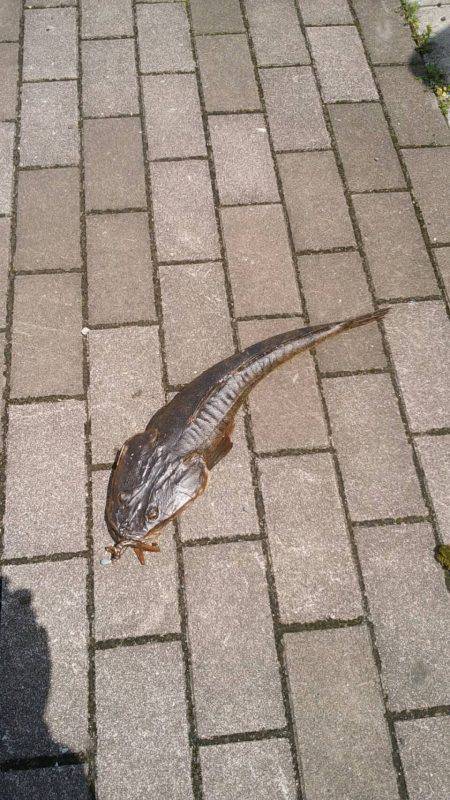 ナイトシーバス、デイマゴチ