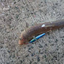 予定通りいつもの方が…