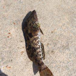 初めてのチヌ釣り