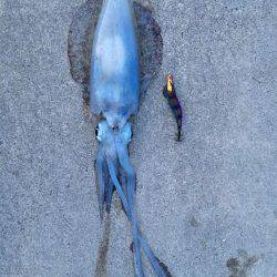 朝まずめ雨が降る前に