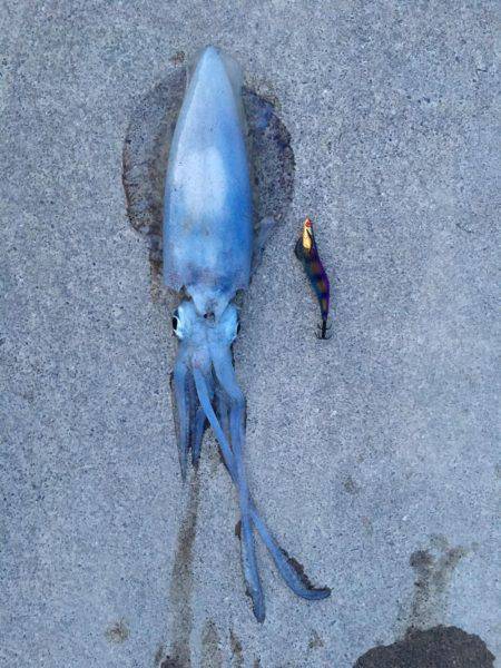 朝まずめ雨が降る前に