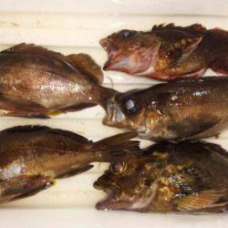 プチメバルしかいない