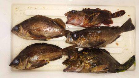 プチメバルしかいない