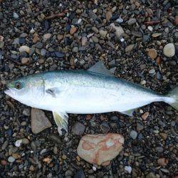 夕まずめの一本