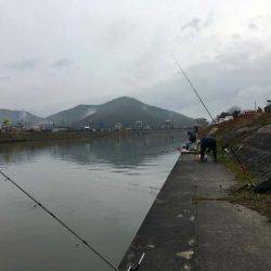 長命寺川のホンモロコ