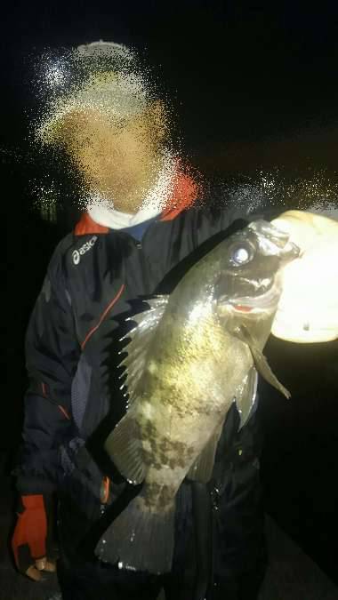 メバル春爆&メジロ!?