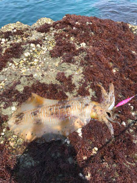 キロオーバーゲット！