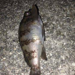 垂水漁港でメバリング!!