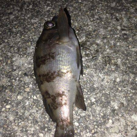 垂水漁港でメバリング!!