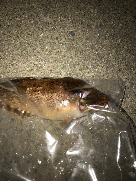 アコウ釣りのはずが···