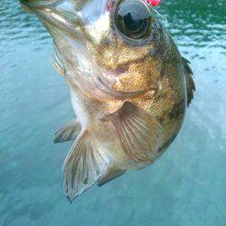 桜も咲きました♪