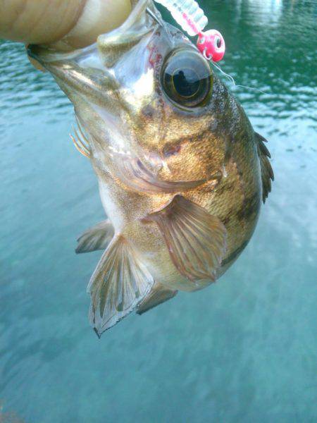 桜も咲きました♪