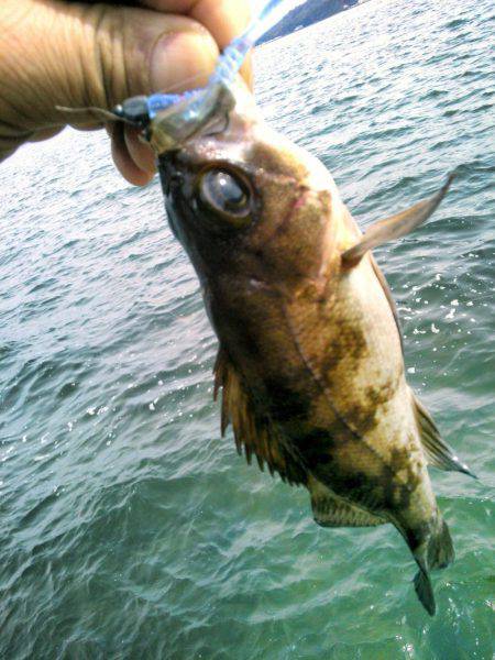 今日は渋かった～！