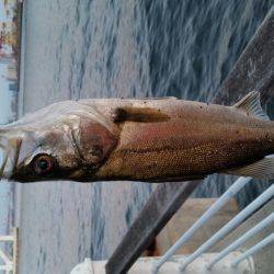 春フィッシュ調査