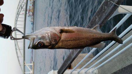 春フィッシュ調査