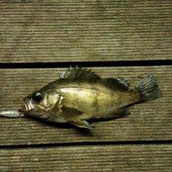 メバリングがガシリングに…