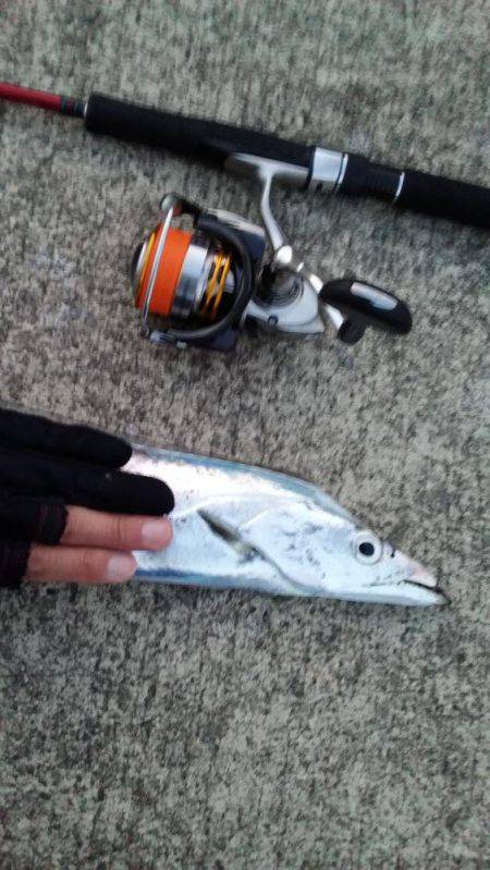 アジングのちサーべリング