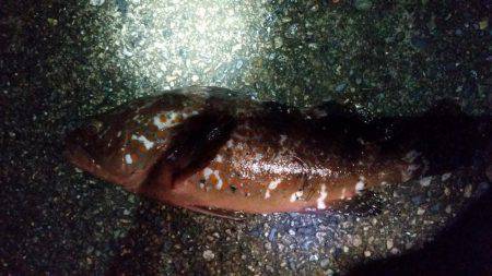 やっとアコウが！