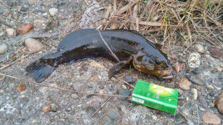秋田市通称軍艦での釣果