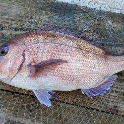 海上釣り堀　田尻　