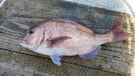 海上釣り堀　田尻　