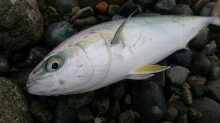 ツバス・サゴシ