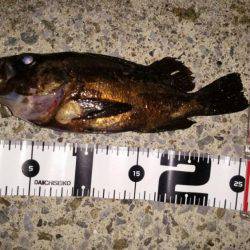 おかっぱり久しぶりの釣果