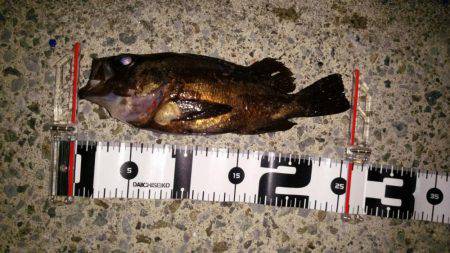 おかっぱり久しぶりの釣果