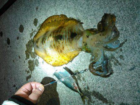 焼津港　アオリイカ釣り