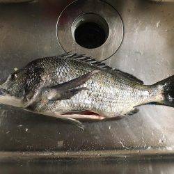 年なしノッコミ