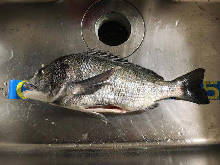 年なしノッコミ