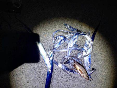 湾内太刀魚絶好調　カサゴ、メバル、コウイカ…