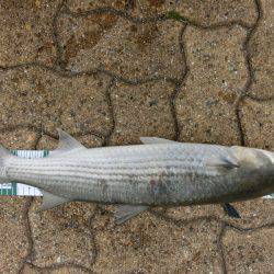 ボラだって、魚なんだよ！